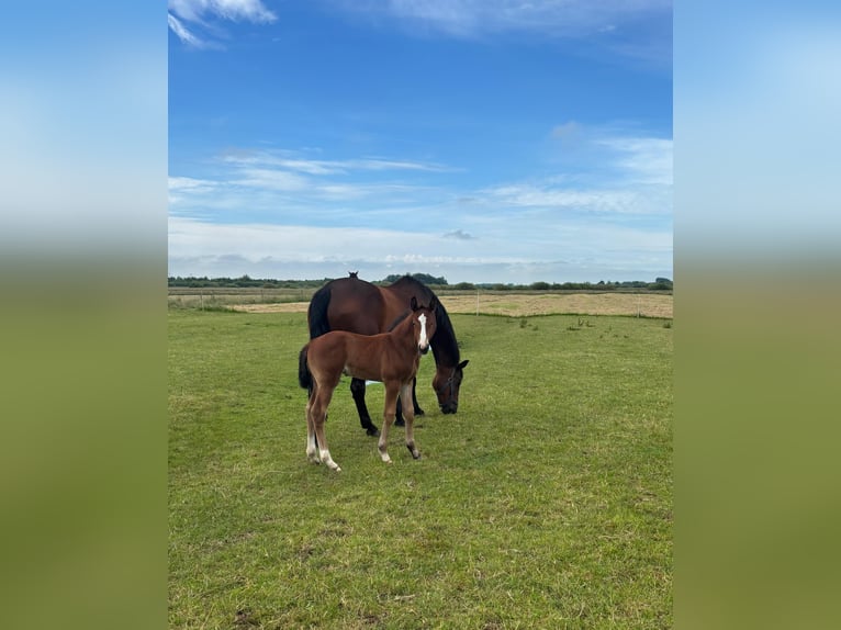 Holsteiner Étalon Poulain (05/2026) Bai in Mildstedt