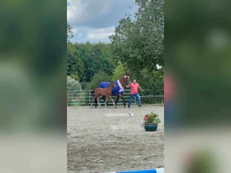 Holsteiner Étalon Poulain (06/2026) Bai in Schmilau