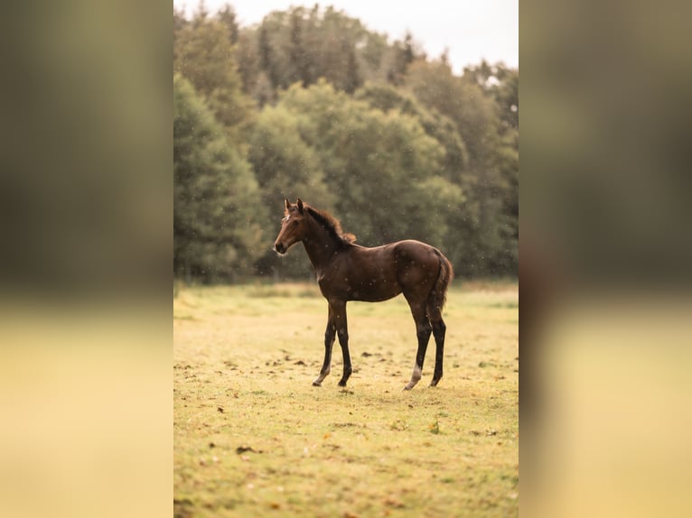 Holsteiner Étalon Poulain (03/2025) Bai in St&#xF6;rdorf