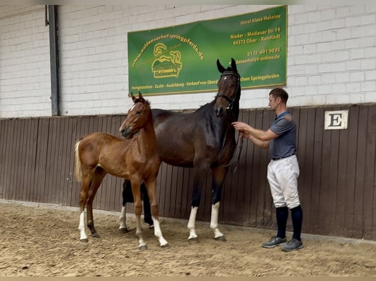 Holsteiner Étalon Poulain (03/2025) Bai clair in Bad Homburg vor der H&#xF6;he