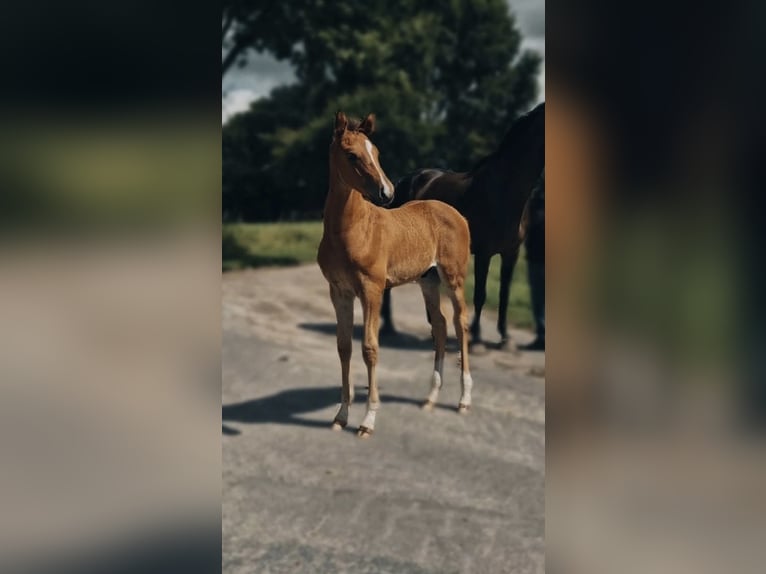 Holsteiner Croisé Étalon Poulain (06/2025) Bai clair in Krumstedt