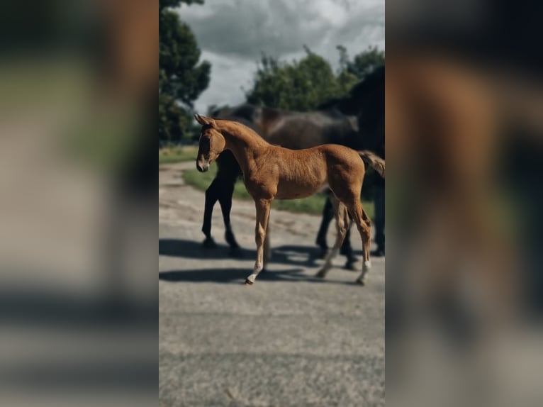 Holsteiner Croisé Étalon Poulain (06/2025) Bai clair in Krumstedt
