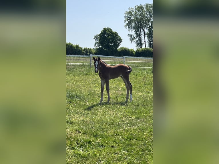 Holsteiner Étalon Poulain (05/2026) Bai clair in Seedorf