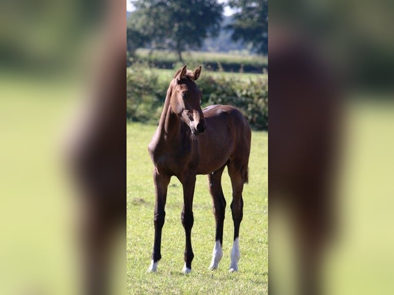 Holsteiner Étalon Poulain (04/2025) Bai clair in Behrendorf