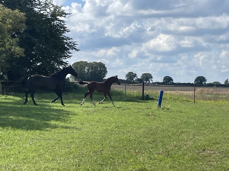 Holsteiner Étalon Poulain (05/2025) in Bredenbek