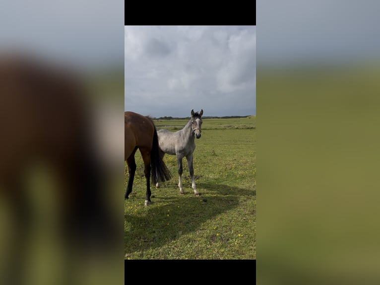Holsteiner Étalon Poulain (05/2026) Gris in Oldsum
