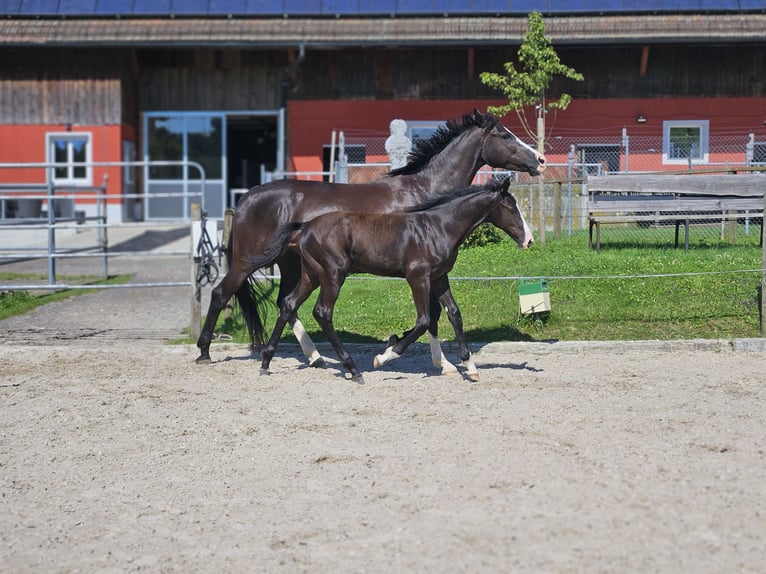 Holsteiner Étalon Poulain (04/2024) Noir in Gossau SG