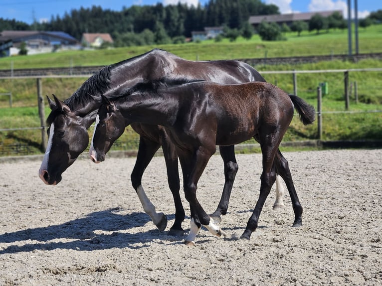 Holsteiner Étalon Poulain (04/2024) Noir in Gossau SG