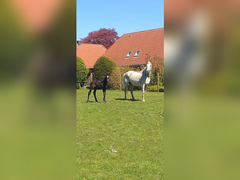 Holsteiner Étalon Poulain (04/2026) Noir in Wester-Ohrstedt