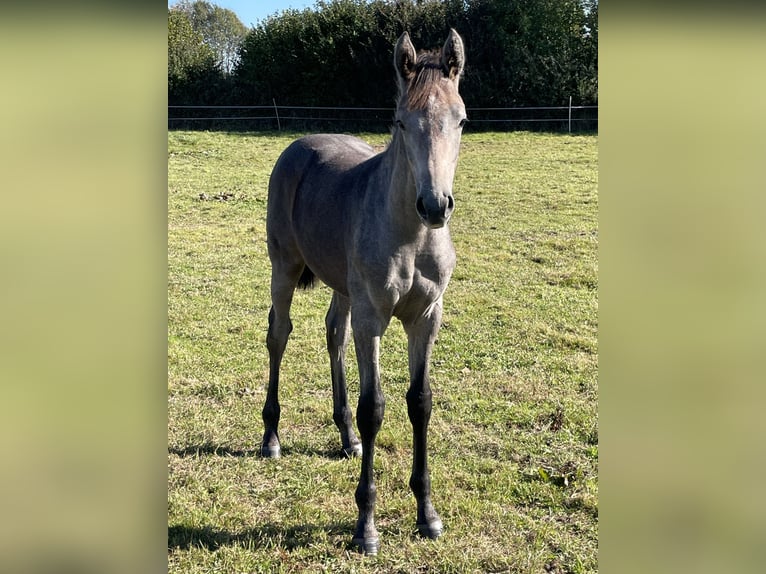 Holsteiner Étalon Poulain (05/2024) Peut devenir gris in Beschendorf