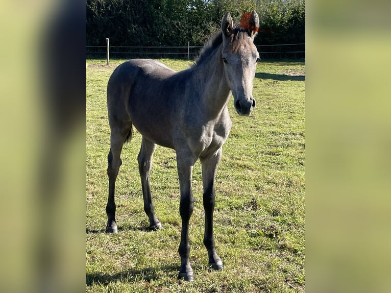 Holsteiner Étalon Poulain (05/2024) Peut devenir gris in Beschendorf