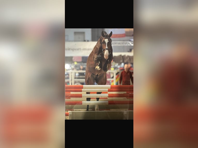 Holsteiner Hengst 11 Jaar 171 cm Bruin in Nettetal