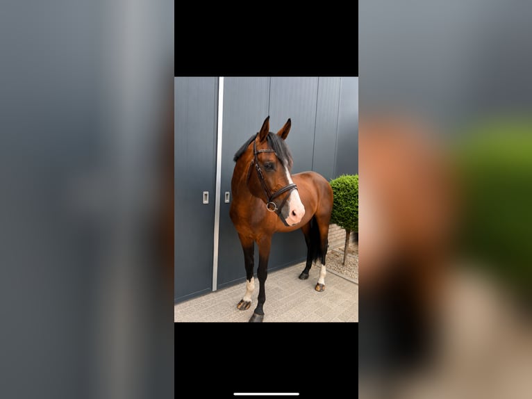 Holsteiner Hengst 11 Jahre 171 cm Brauner in Nettetal