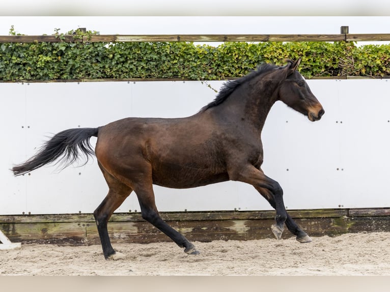 Holsteiner Hengst 12 Jaar 162 cm Donkerbruin in Waddinxveen