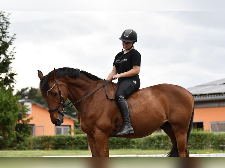 Holsteiner Hengst 13 Jahre 165 cm Brauner in Zossen