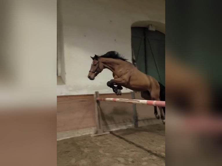 Holsteiner Hengst 13 Jahre 165 cm Brauner in Zossen