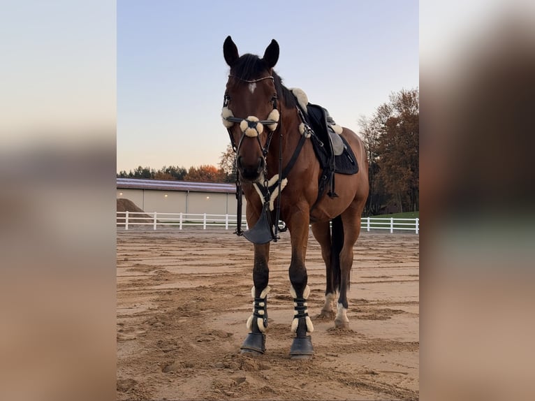 Holsteiner Hengst 13 Jahre 165 cm Brauner in Zossen