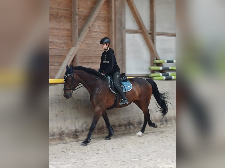Holsteiner Hengst 15 Jaar 169 cm Donkerbruin in Lenzburg