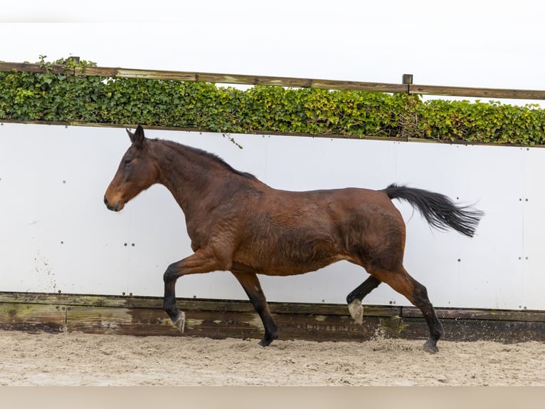 Holsteiner Hengst 17 Jaar 169 cm Bruin in Waddinxveen