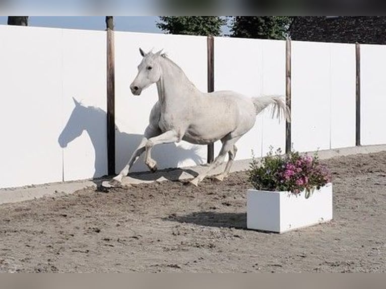 Holsteiner Hengst 17 Jahre 159 cm Schimmel in Waddinxveen
