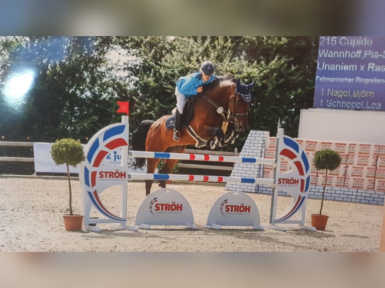 Holsteiner Hengst 17 Jahre Schimmel in Schönberger-Strand