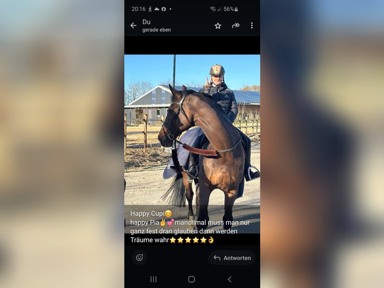 Holsteiner Hengst 17 Jahre Schimmel in Schönberger-Strand