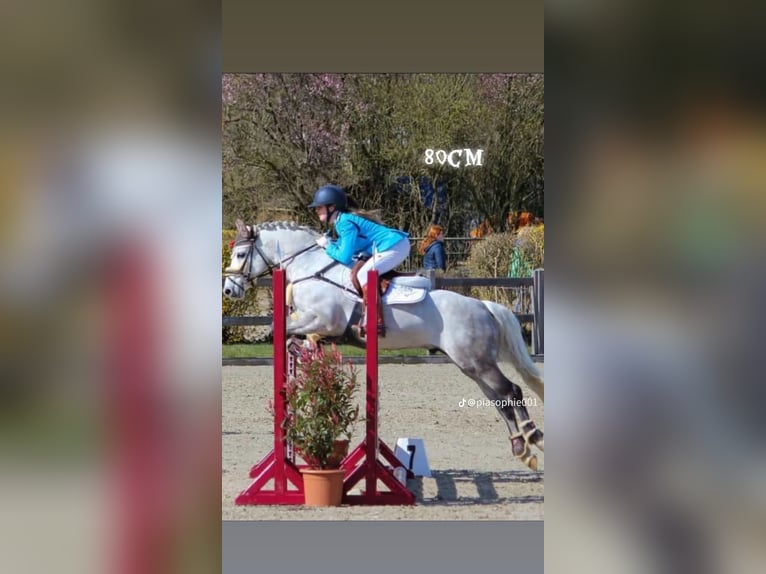 Holsteiner Hengst 17 Jahre Schimmel in Schönberger-Strand