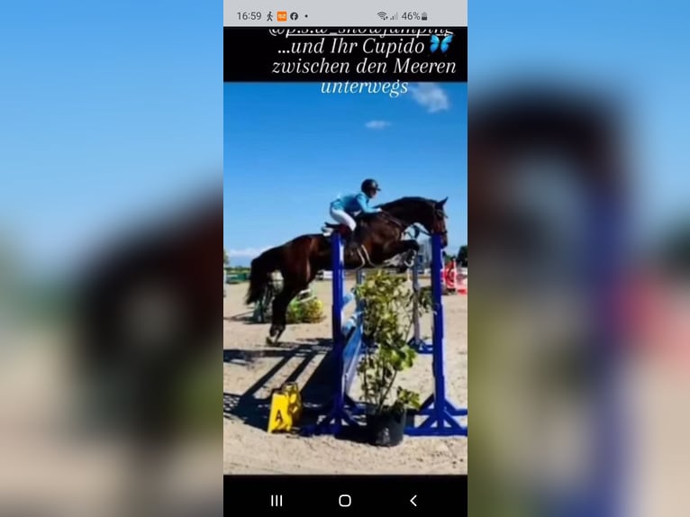 Holsteiner Hengst 17 Jahre Schimmel in Schönberger-Strand