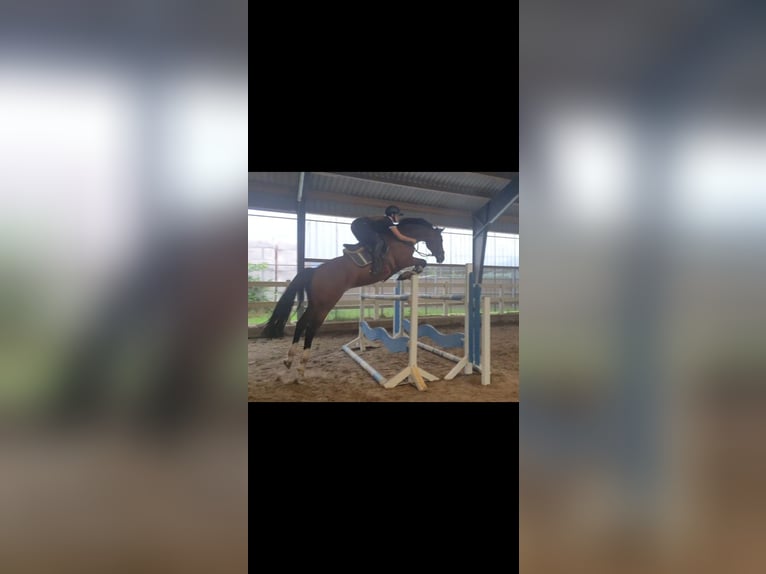 Holsteiner Hengst 17 Jahre Schimmel in Schönberger-Strand