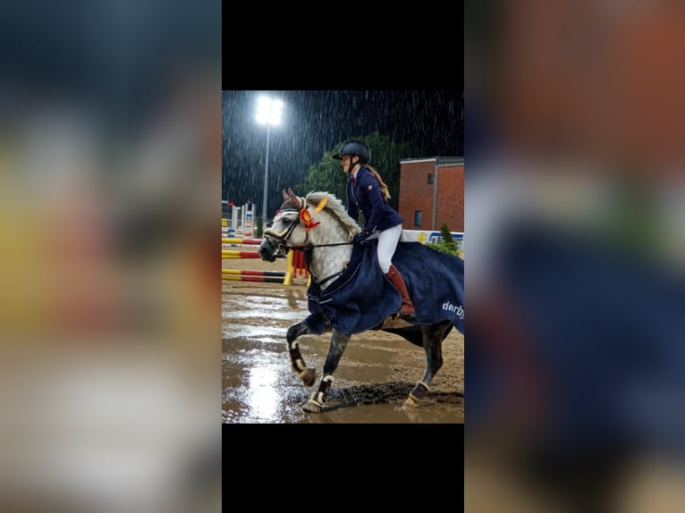 Holsteiner Hengst 17 Jahre Schimmel in Schönberger-Strand
