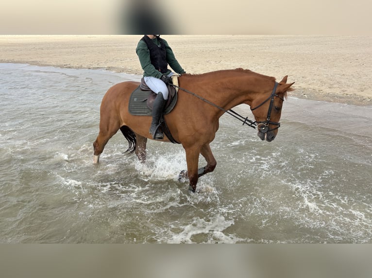 Holsteiner Hengst 18 Jaar 172 cm Bruin in DagebüllGalmsbüll