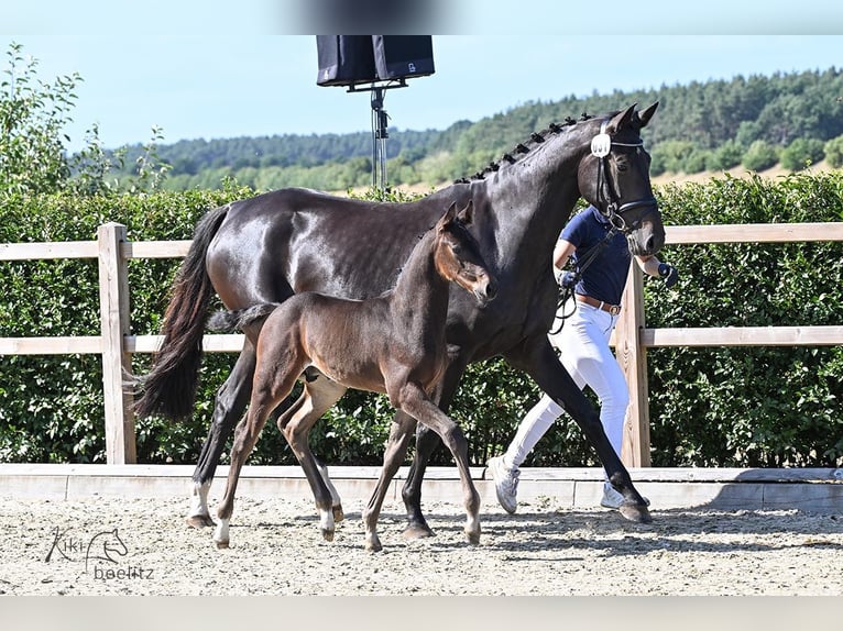 Holsteiner Hengst 1 Jaar 100 cm Bruin in Tangstedt