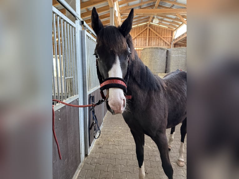 Holsteiner Hengst 1 Jaar 130 cm Donkerbruin in Westerstede