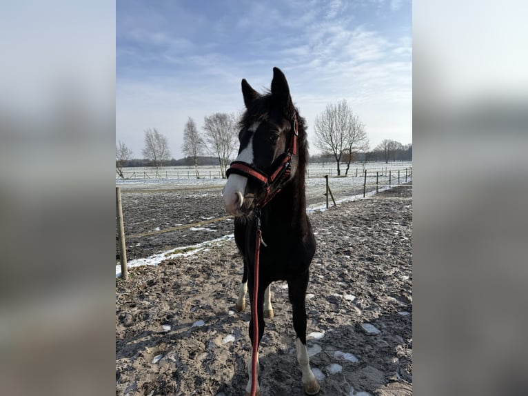 Holsteiner Hengst 1 Jaar 130 cm Donkerbruin in Westerstede