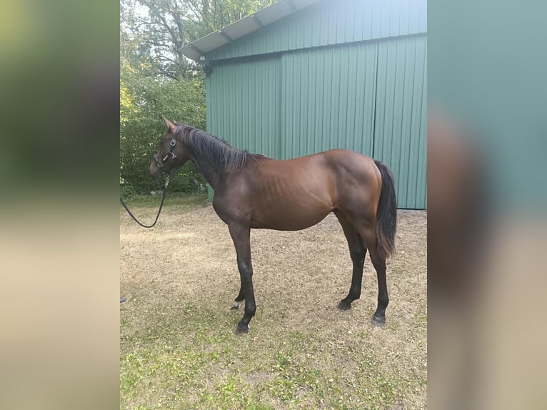 Holsteiner Hengst 1 Jaar 160 cm Bruin in Uetersen