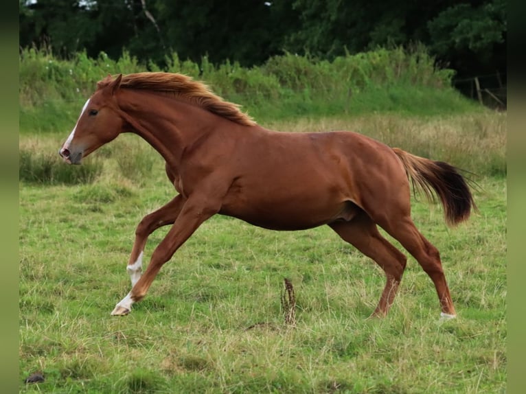 Holsteiner Hengst 1 Jaar 160 cm Vos in Gl&#xFC;sing