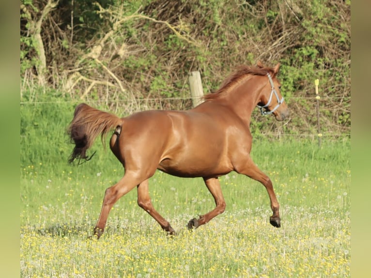 Holsteiner Hengst 1 Jaar 160 cm Vos in Gl&#xFC;sing
