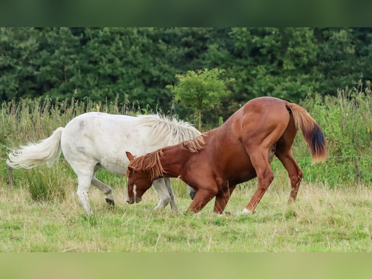 Holsteiner Hengst 1 Jaar 160 cm Vos in Gl&#xFC;sing