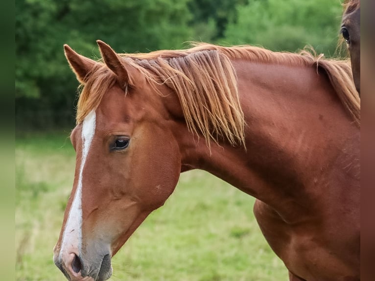 Holsteiner Hengst 1 Jaar 160 cm Vos in Gl&#xFC;sing