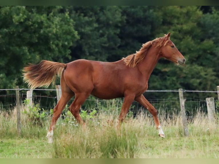 Holsteiner Hengst 1 Jaar 160 cm Vos in Gl&#xFC;sing