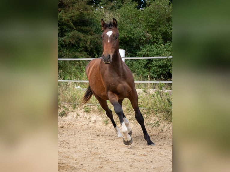 Holsteiner Hengst 1 Jaar 165 cm Bruin in Oeversee