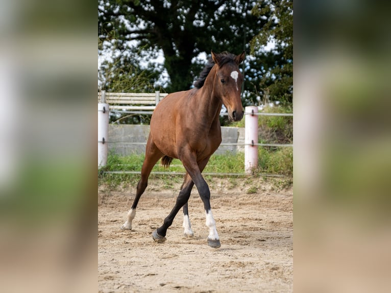 Holsteiner Hengst 1 Jaar 165 cm Bruin in Oeversee