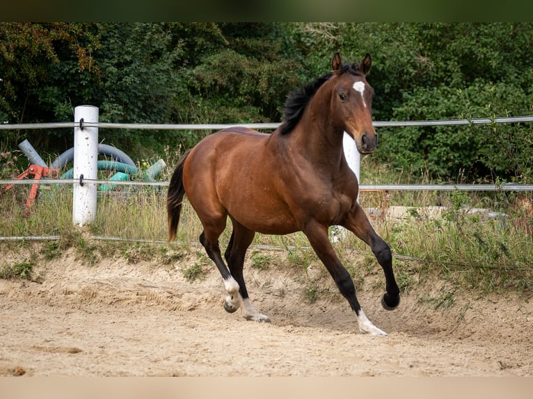 Holsteiner Hengst 1 Jaar 165 cm Bruin in Oeversee