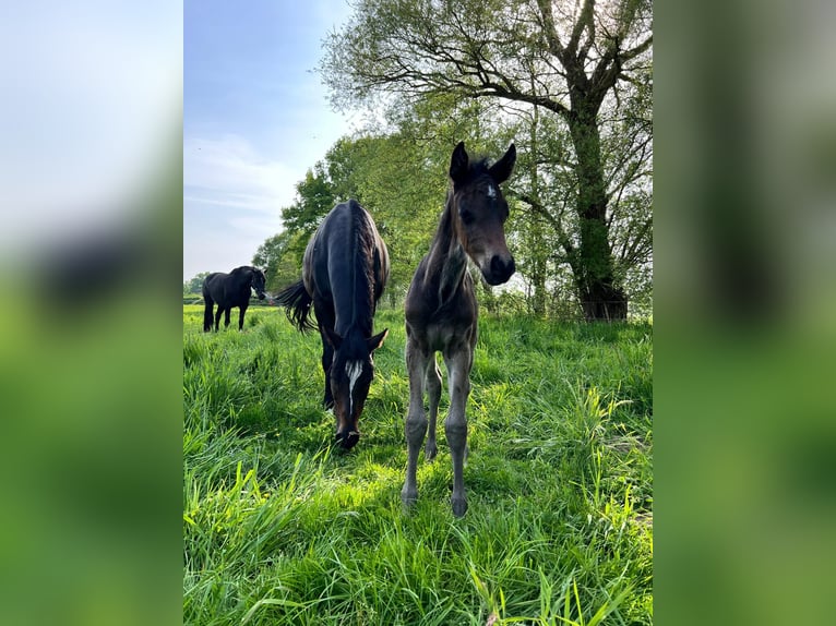 Holsteiner Hengst 1 Jaar 165 cm Zwartbruin in Hamburg