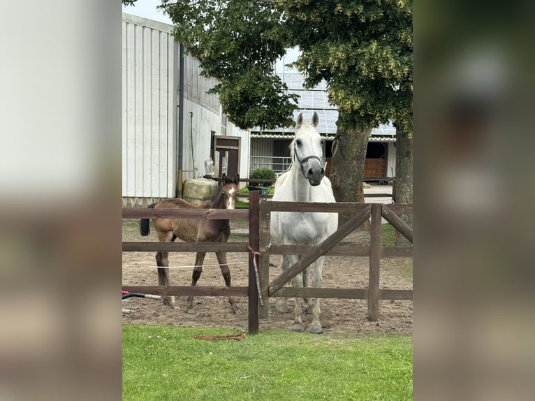 Holsteiner Hengst 1 Jaar 167 cm Appelschimmel in Neufeld
