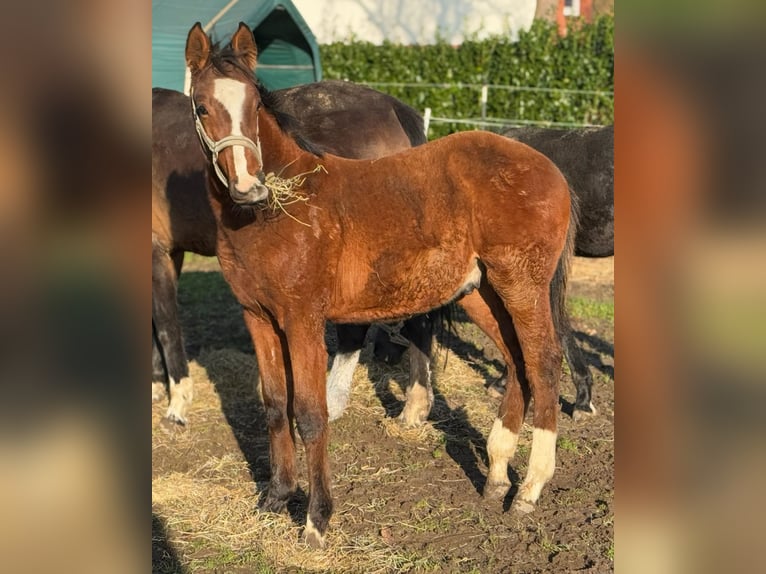 Holsteiner Hengst 1 Jaar 168 cm Bruin in Bad Oeynhausen