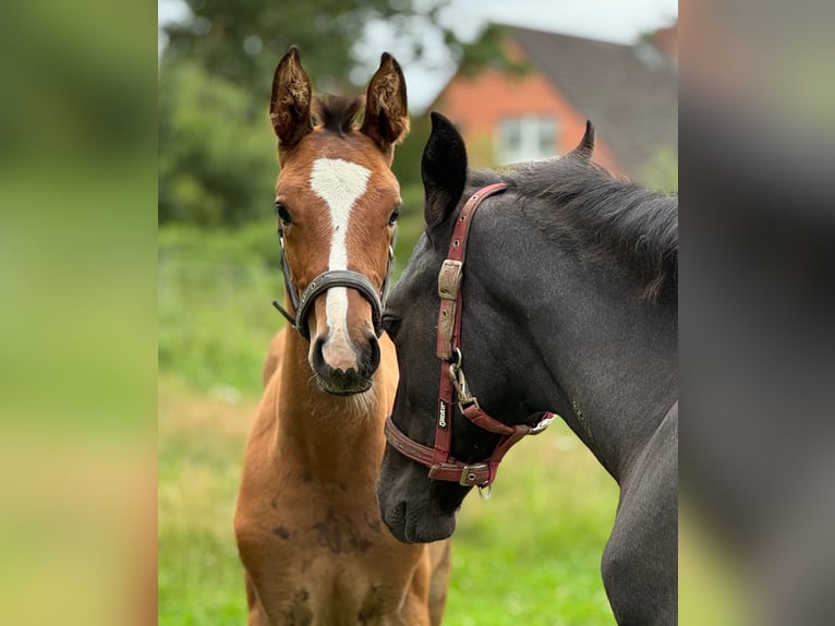 Holsteiner Hengst 1 Jaar 168 cm Bruin in Lüdersburg