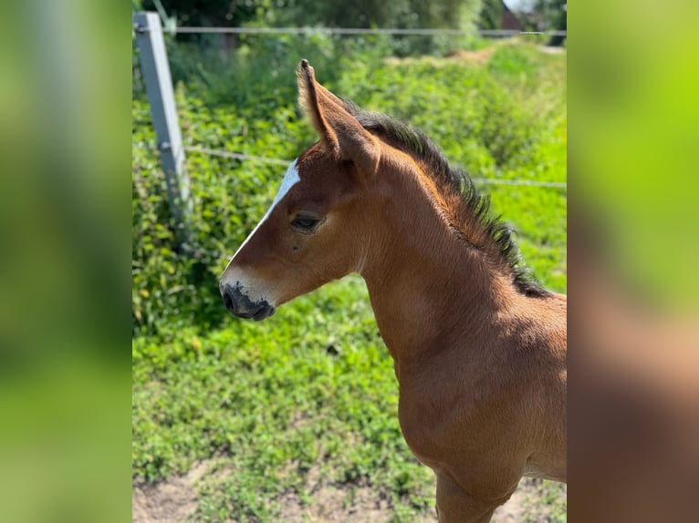 Holsteiner Hengst 1 Jaar 168 cm Bruin in Lüdersburg