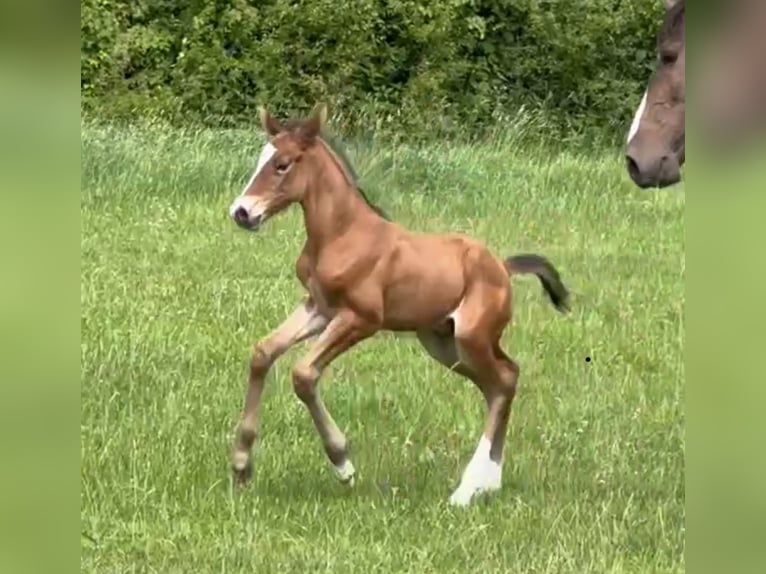 Holsteiner Hengst 1 Jaar 168 cm Bruin in Lüdersburg