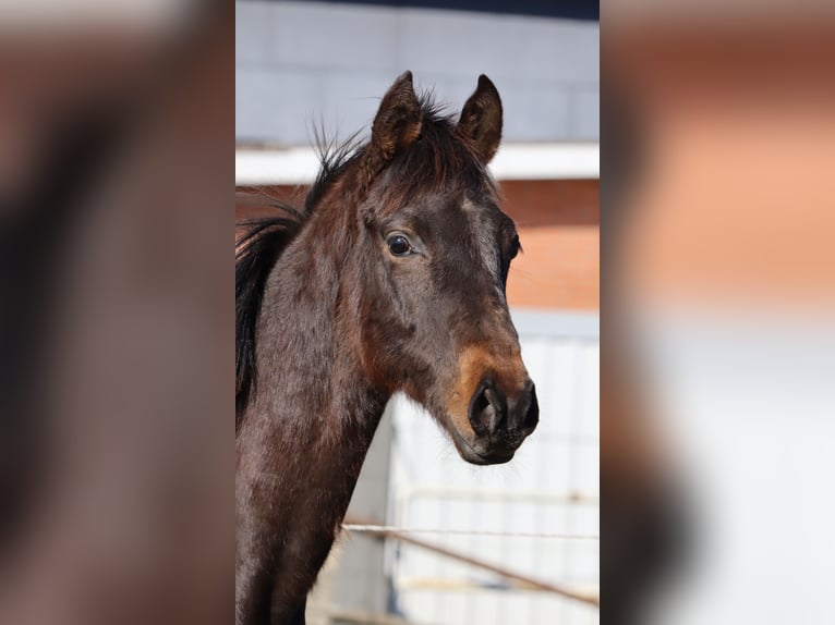 Holsteiner Hengst 1 Jaar 168 cm Donkerbruin in Todendorf